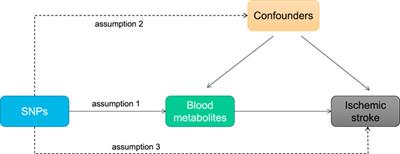 Causal relationship between human blood metabolites and risk of ischemic stroke: a Mendelian randomization study